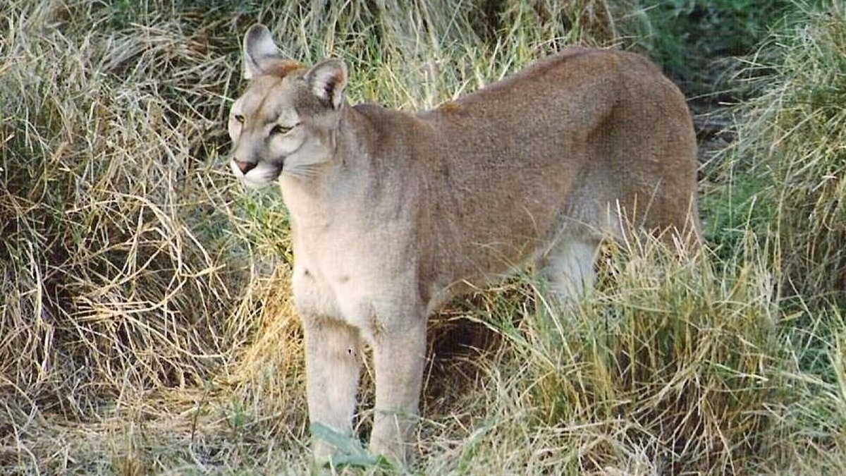 Se vio un Puma suelto cerca de un country en Cañuelas.