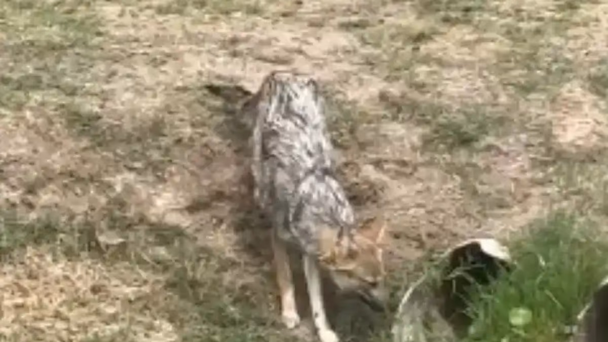 zorros 2