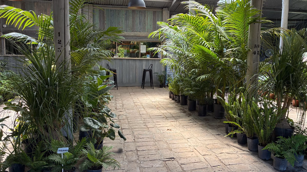 Los precios de las plantas tropicales pueden variar desde los $50.000 en adelante. 